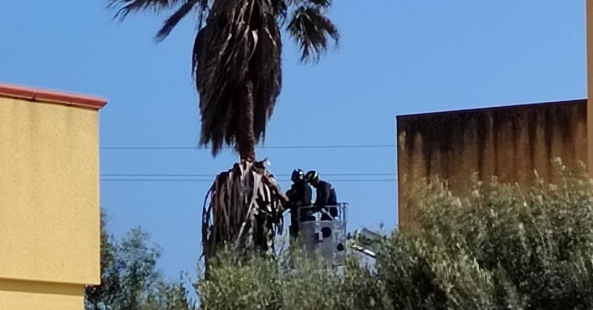 Sciacca, intervento dei Vigili del fuoco per liberare un uomo rimasto incastrato in una palma