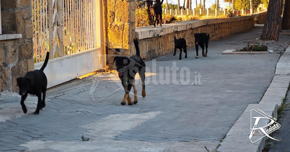 "Campo largo" di opposizione all’attacco: "Randagismo simbolo del fallimento dell’amministrazione”