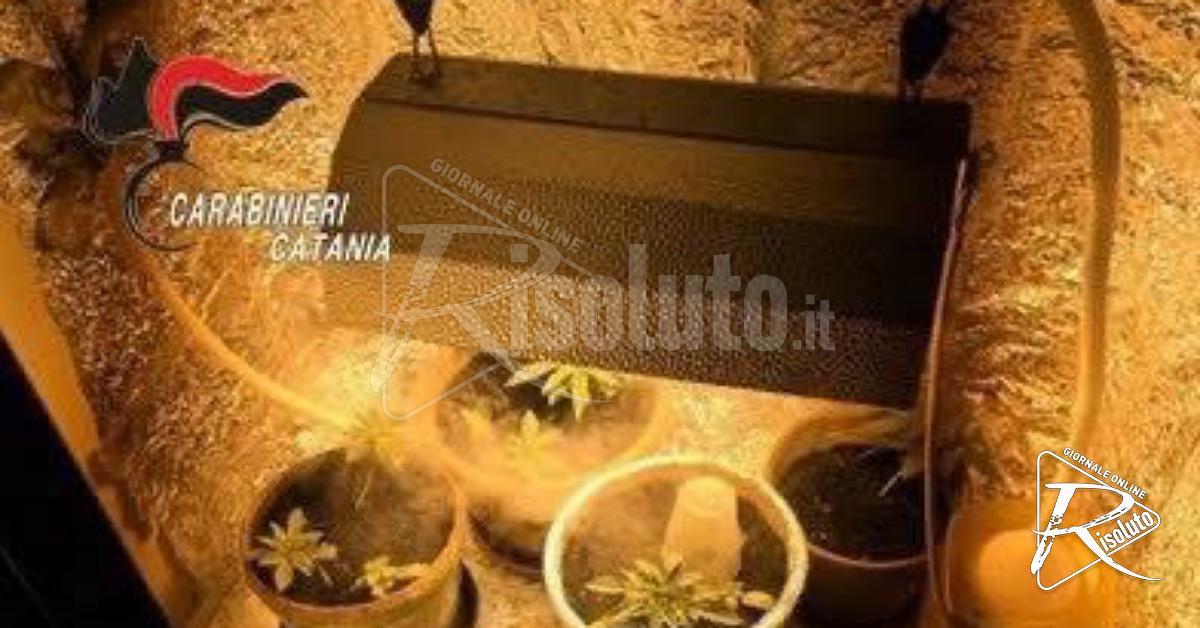 Lite in famiglia a Catania, scoperta una serra di cannabis in camera da letto: denunciato 21enne