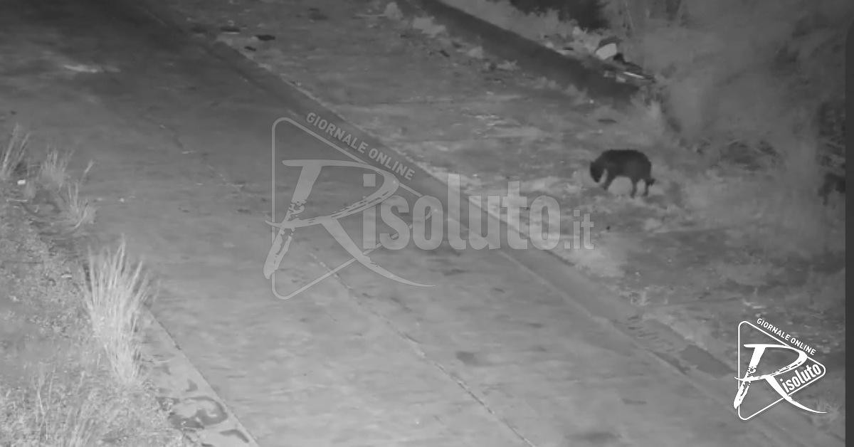 Catania, cane addestrato ad abbandonare rifiuti per conto del padrone: scoperto dalle telecamere