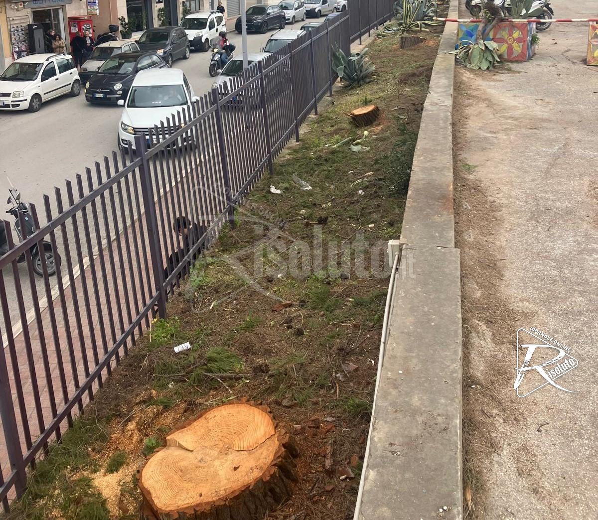 Tagliati i pini che rischiavano di mettere in pericolo la sicurezza in via De Gasperi