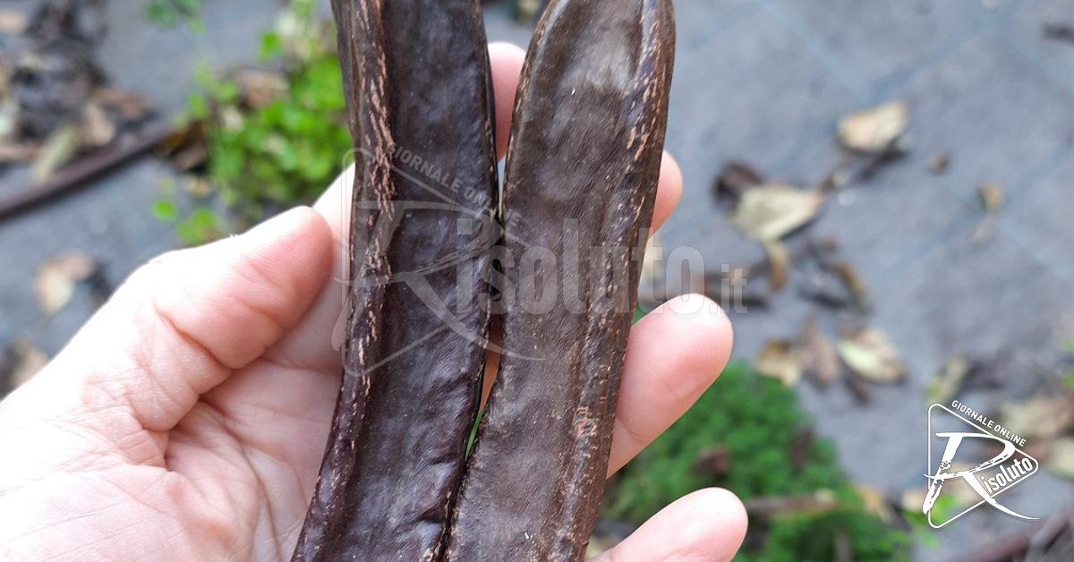 Ditta trapanese unica al mondo per estrazione D-pinitolo dalla carruba