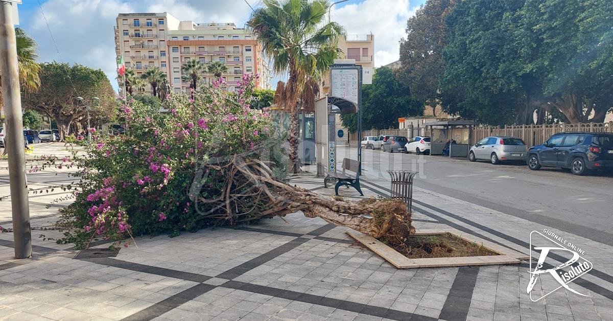 Pericolo alberi a Sciacca, il vento ne abbatte uno anche in piazza Friscia