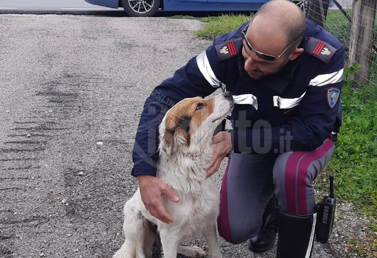 Caltanissetta, cani detenuti in condizioni disumane: un uomo denunciato per maltrattamenti