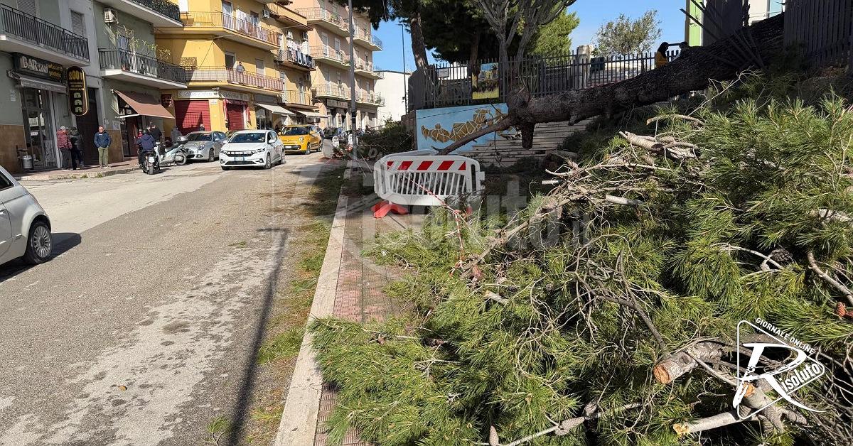 Sciacca, alberi abbattuti e divieto di sosta in via De Gasperi: interventi urgenti per la sicurezza