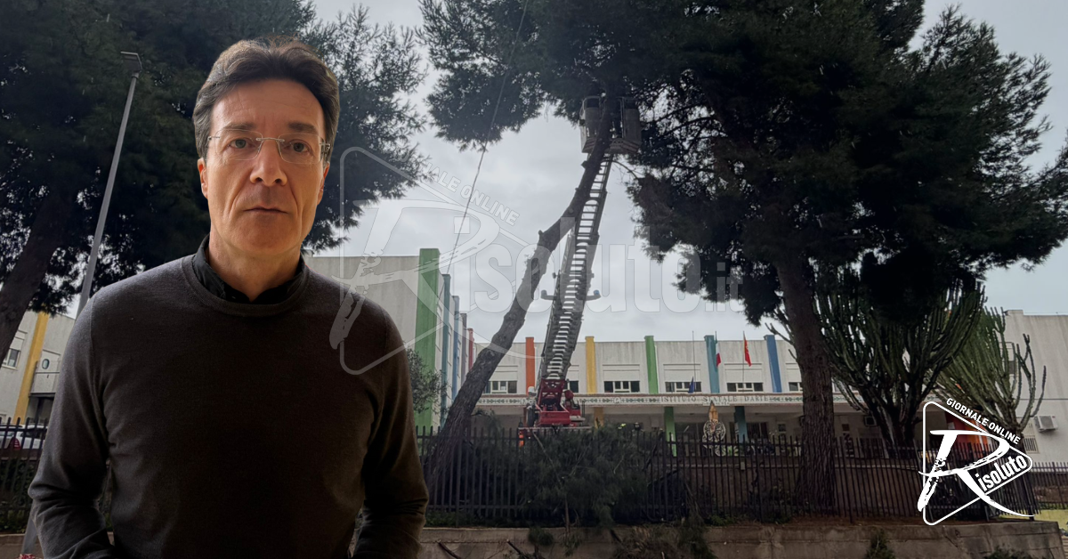 Sicurezza del liceo Bonachia, per gli alberi interviene la scuola (Video)