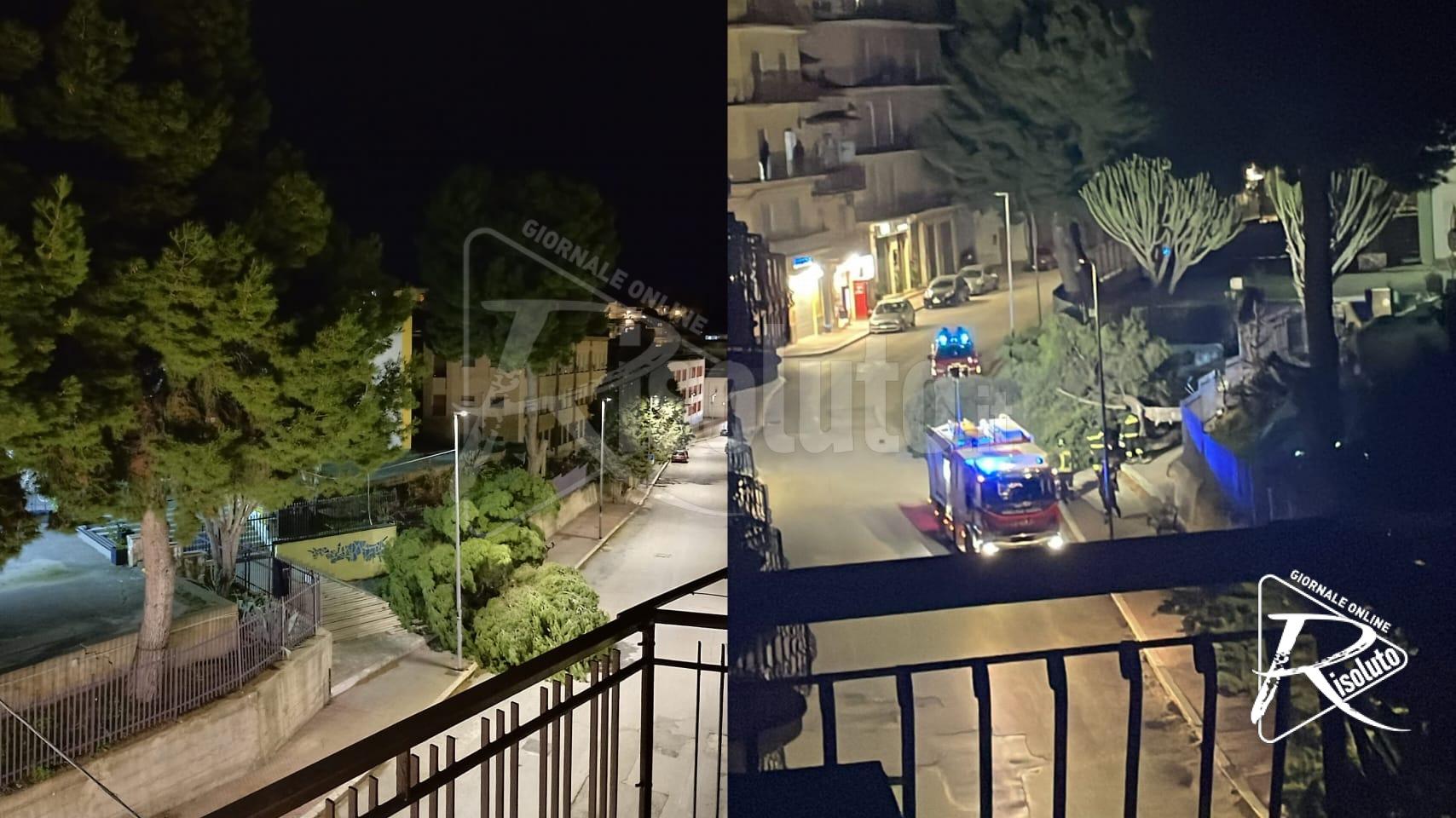 Cade un albero in via De Gasperi a Sciacca, intervengono i vigili del fuoco