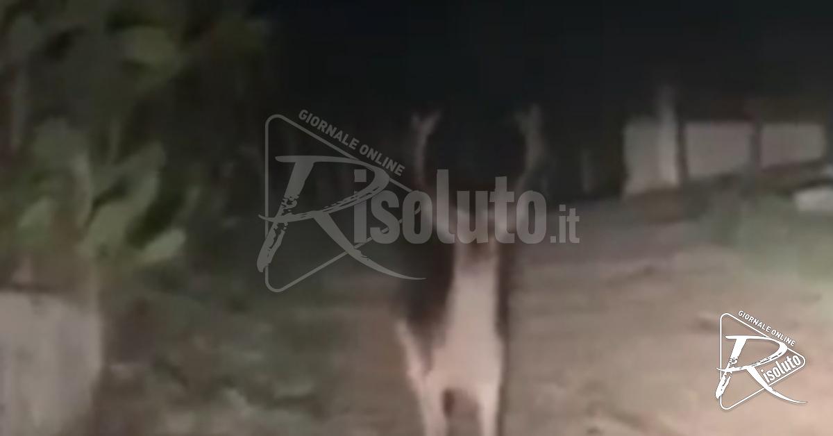 Cervi avvistati tra Modica e Ragusa: la fauna selvatica torna protagonista