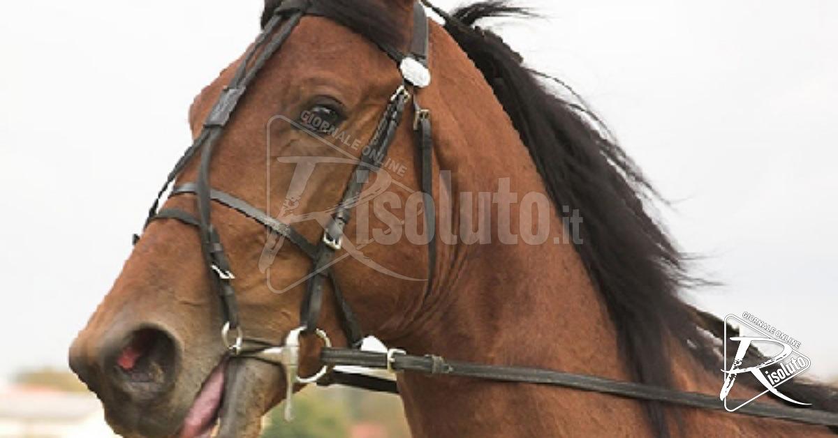 Corsa clandestina di cavalli fermata dalla polizia a Catania, 15 denunciati per maltrattamenti