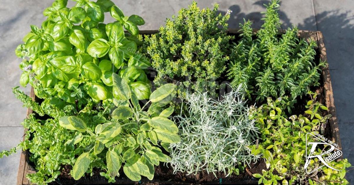 Tre giovani e un sogno sostenibile a Linosa: "il progetto Nereidee”