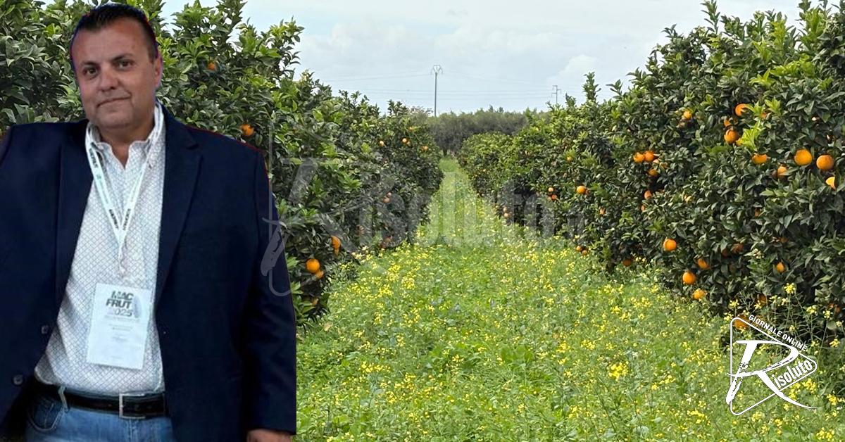 Bene la qualità delle arance di Ribera, salve le aziende con riserve di acqua