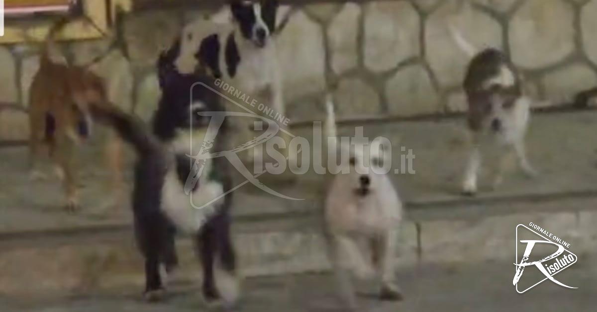 Cani randagi in centro e nelle periferie di Sciacca (Video)
