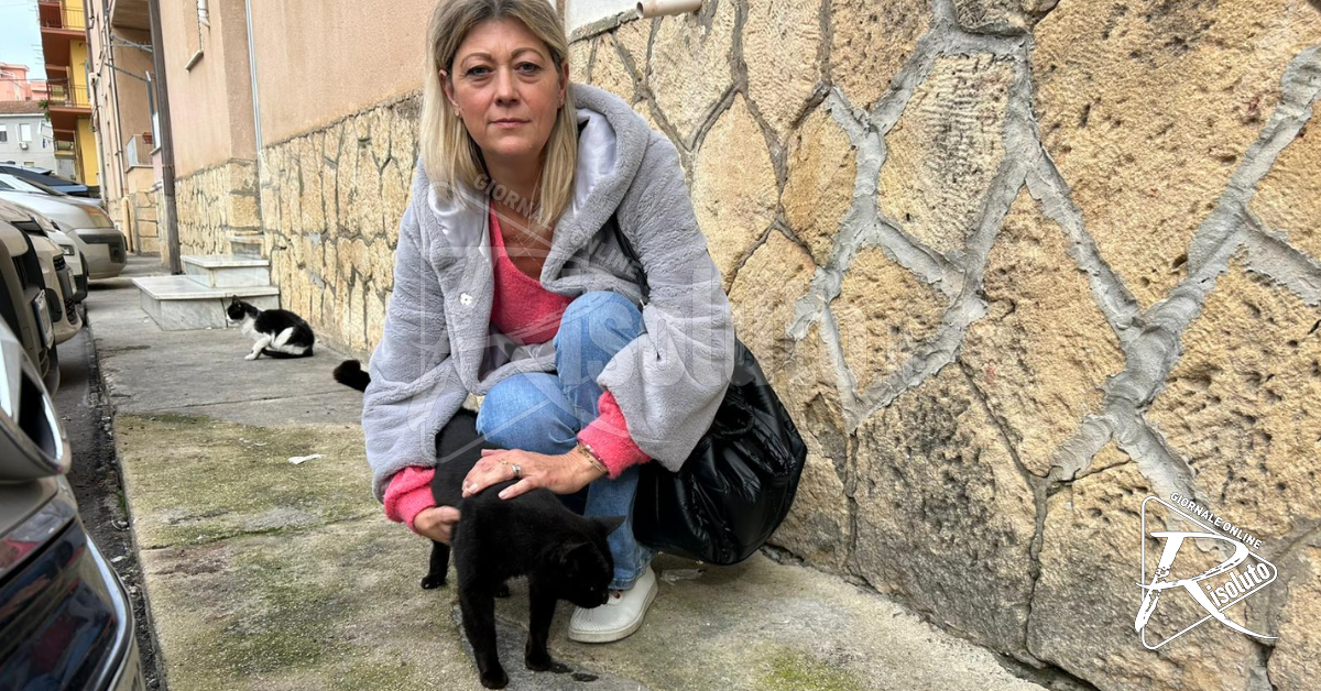 Un virus uccide tanti gatti a Sciacca, Gli animalisti: “Siamo preoccupati” (Video)