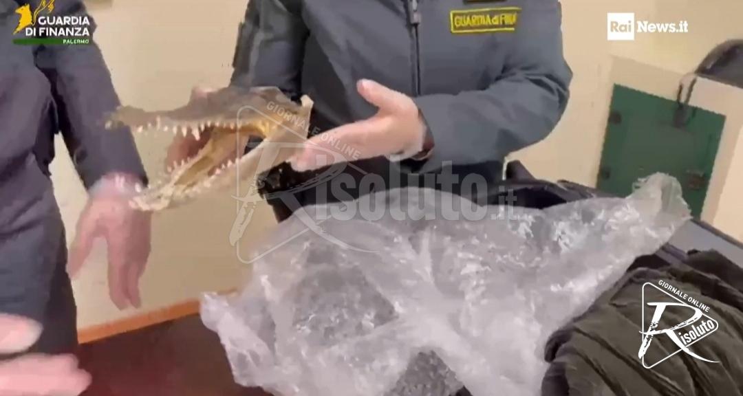 Palermo, testa di coccodrillo in valigia all’aeroporto: sequestro shock (Video)