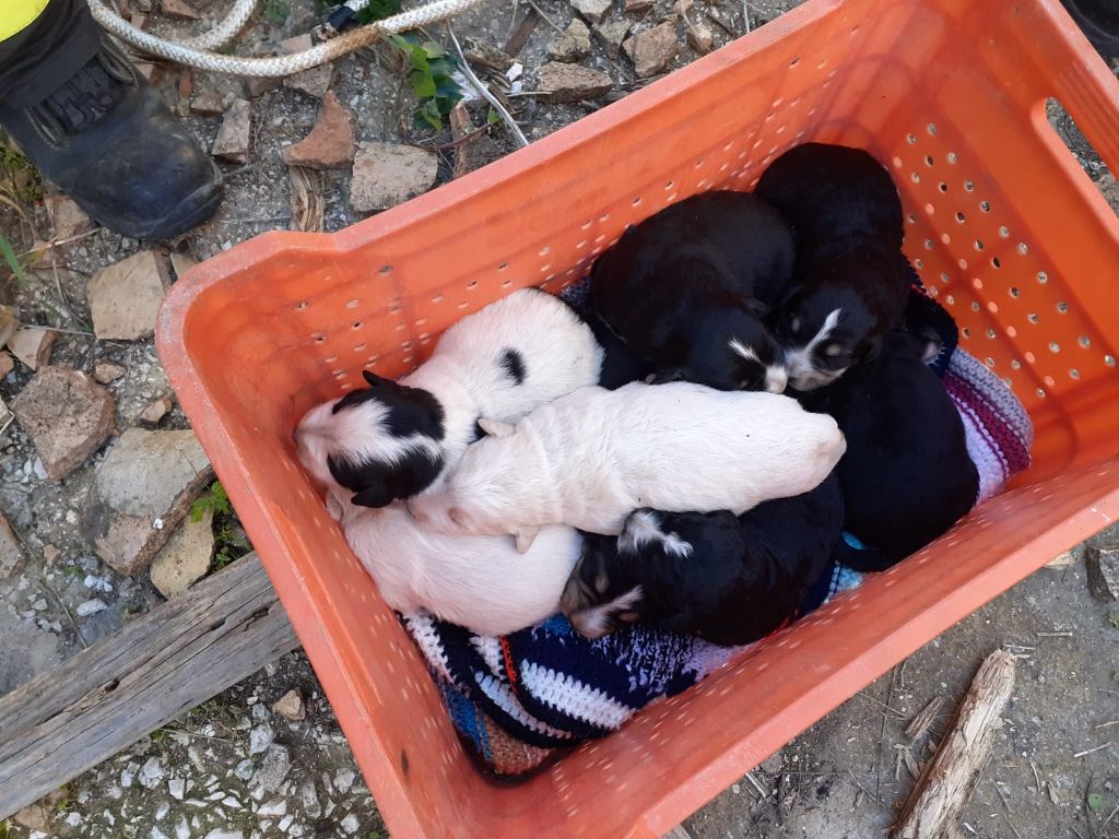 Salvataggio di cuccioli abbandonati nel Nisseno: decisivo l’intervento dei carabinieri
