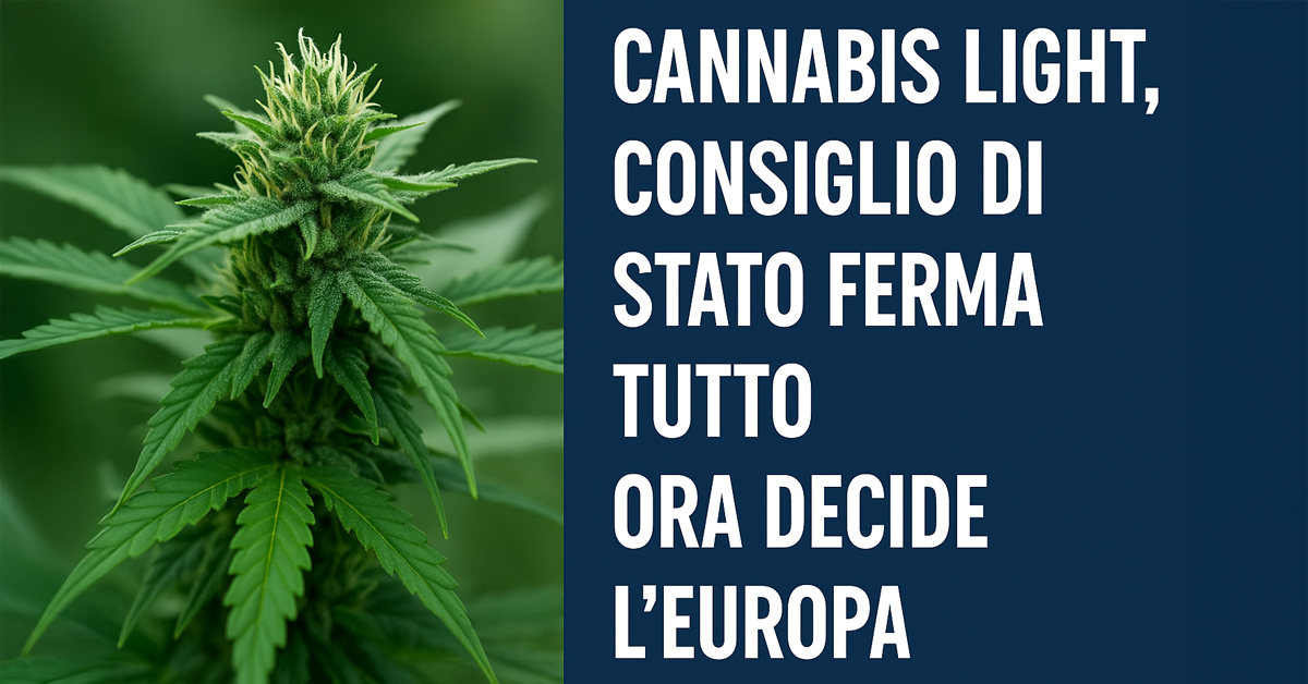 Cannabis light, stop del Consiglio di Stato: ora decide l’Europa. In arrivo una possibile svolta sul divieto italiano