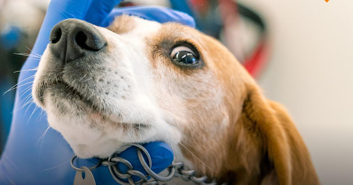Lav in piazza il 22 e 23 novembre: “Finanziare la ricerca senza animali è un’urgenza per il Paese”