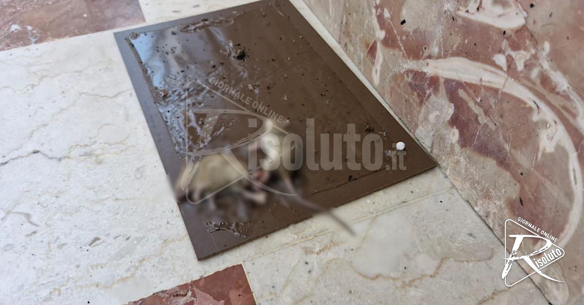 Sciacca, ancora topi al comando della Polizia municipale 