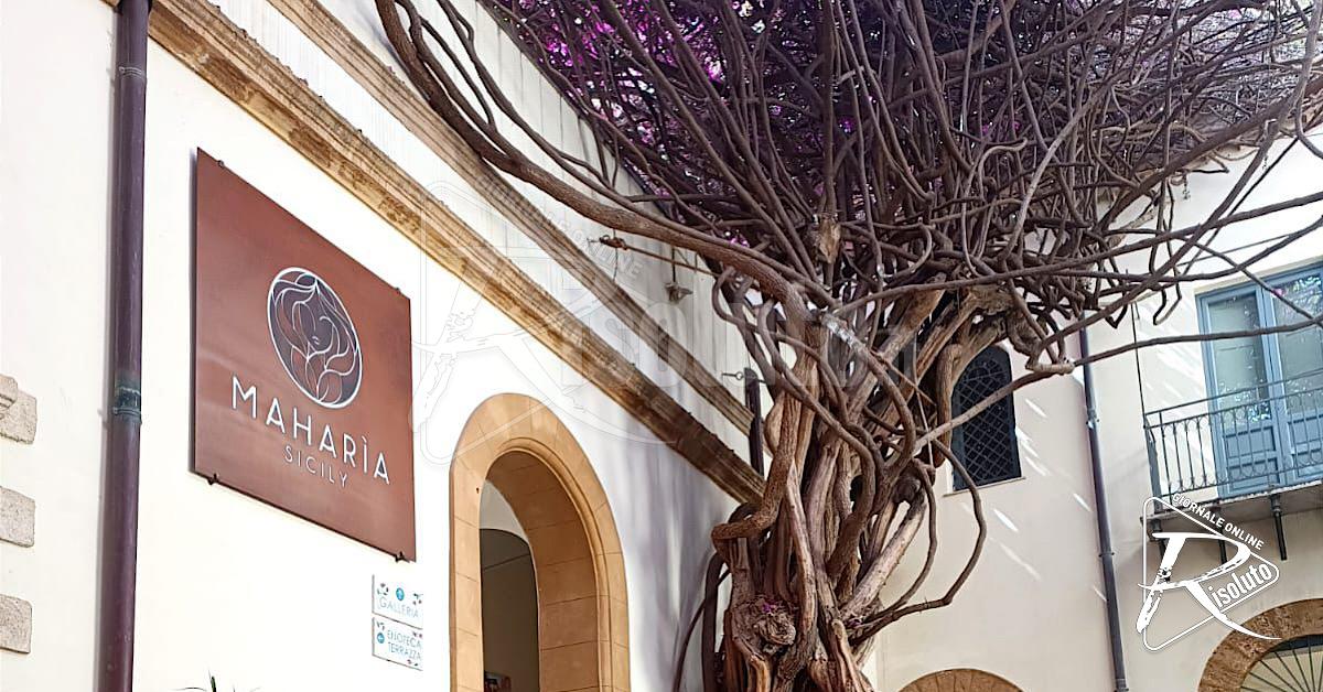 Menfi, la Bougainvillea di Casa Planeta riconosciuta come albero monumentale d’Italia