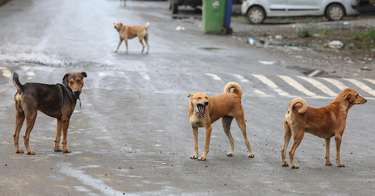 Dieci cani salvati da un fossato in cemento a Sciacca, affidati agli animalisti